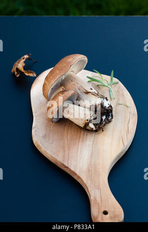 Frisch gesammelten Boletus edulis über Holz- Hintergrund. Herbst Steinpilze. Küche leckere Bio Pilz. Gourmet Essen Stockfoto