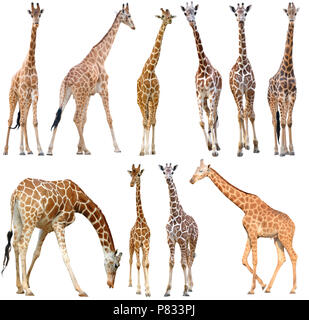 Männliche und weibliche Giraffe auf weißem Hintergrund Stockfoto