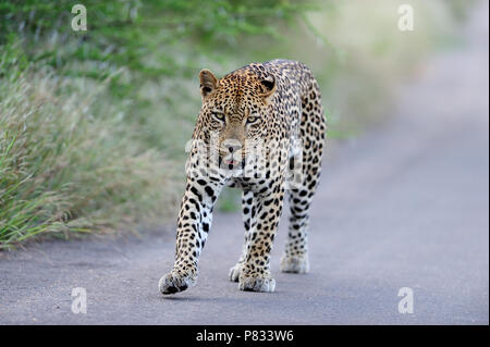 Leopard auf der Teerstrasse Bush im Kruger Stockfoto