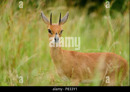 Steinböckchen, Steinbock portrait Stockfoto