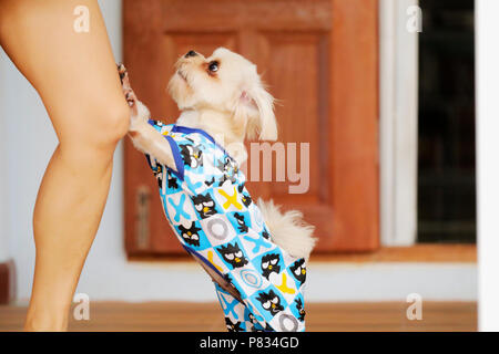 Süßer Hund mit Eigentümer Bein Stockfoto