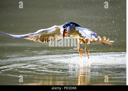 Fuzhou, Provinz Fujian in China. 8. Juli 2018. Eine Night Heron Fänge Fische am Xihu Park in Fuzhou City, die Hauptstadt der Provinz Fujian im Südosten Chinas, 8. Juli 2018. Credit: Mei Yongcun/Xinhua/Alamy leben Nachrichten Stockfoto