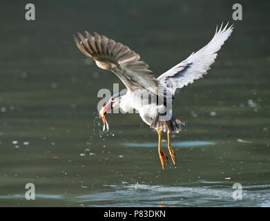 Fuzhou, Provinz Fujian in China. 8. Juli 2018. Eine Night Heron Fänge Fische am Xihu Park in Fuzhou City, die Hauptstadt der Provinz Fujian im Südosten Chinas, 8. Juli 2018. Credit: Mei Yongcun/Xinhua/Alamy leben Nachrichten Stockfoto