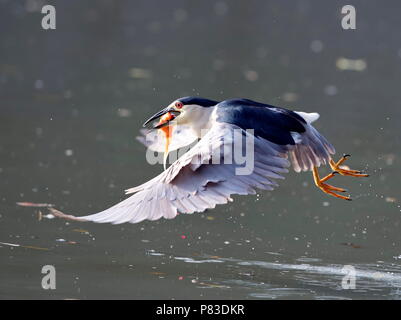 Fuzhou, Provinz Fujian in China. 8. Juli 2018. Eine Night Heron Fänge Fische am Xihu Park in Fuzhou City, die Hauptstadt der Provinz Fujian im Südosten Chinas, 8. Juli 2018. Credit: Mei Yongcun/Xinhua/Alamy leben Nachrichten Stockfoto