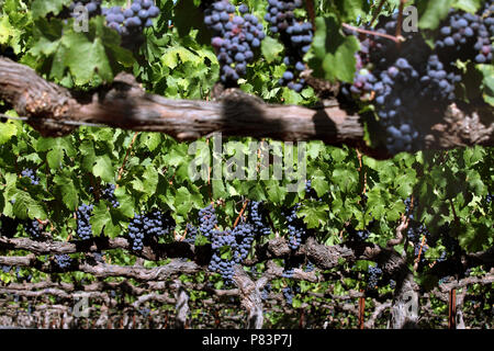 Cabernet Sauvignon Trauben wachsen auf Reben, Napa Valley, Kalifornien, USA Stockfoto