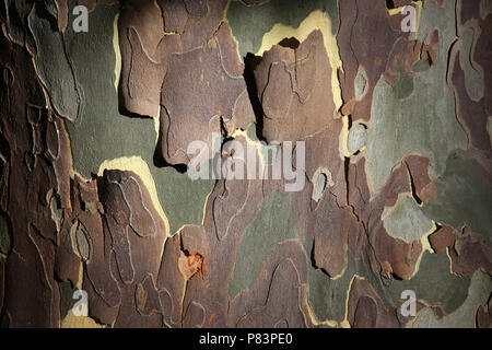 Schichten von Abblättern der Rinde am Stamm Stockfoto