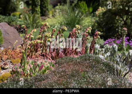 Eine saftige Garten. Stockfoto