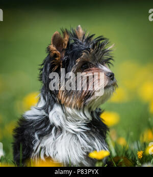 Süße Biewer Yorkshire Terrier Welpen im Gras und Löwenzahn Stockfoto