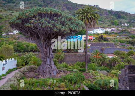 Berühmten Drachenbaum "Drago milenario" in Icod de los Vinos, Teneriffa, Kanarische Inseln, Spanien. Stockfoto