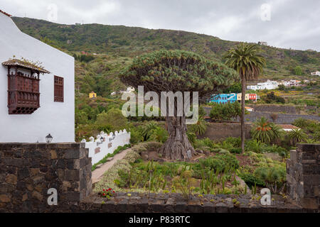 Tausendjhrige Drachenbaum (Drago Milenario) von Icod de los Vinos, der  grsste und der lteste lebende Dracaena Draco auf der Welt und das Symbol  des Tenerif Stockfotografie - Alamy