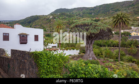 Berühmten Drachenbaum "Drago milenario" in Icod de los Vinos, Teneriffa, Kanarische Inseln, Spanien. Stockfoto