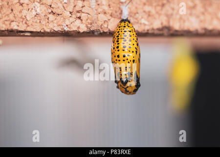 Hängende Kokons und Larven in Butterfly Conservatory. Verpuppung von Schmetterling. Stockfoto