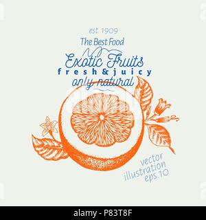 Orange Abbildung. Hand vector Obst Abbildung gezeichnet. Graviert Stil. Vintage citrus Abbildung. Stock Vektor