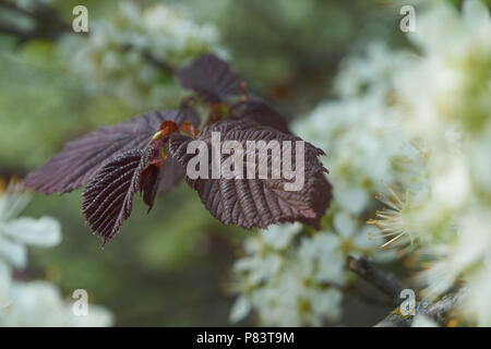 Die jungen Blätter von Haselnuss Corylus Avellana Red Majestic zwischen weissen Kirschblüten Stockfoto