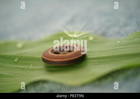 Single zarter Löwenzahn Samen zu einem hölzernen Kleidung-Taste auf dem Green leaf verbunden mit niedrigen Winkel selektiven Fokus und kopieren Raum Stockfoto