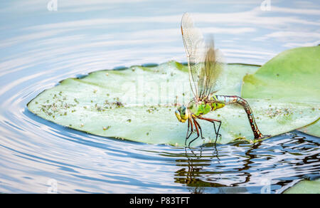 Frau Kaiser dragonfly Anax imperator ovipositing unter den Seerosen in einem kleinen Teich in Somerset UK Stockfoto