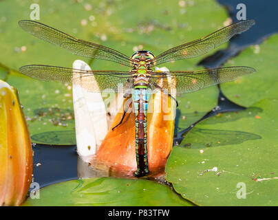 Frau Kaiser dragonfly Anax imperator ovipositing unter den Seerosen in einem kleinen Teich in Somerset UK Stockfoto