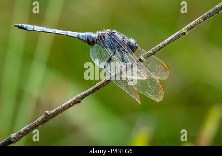 Männliche gekielt Skimmer Dragonfly in charakteristischen Position mit dem Kopf nach unten und nach vorn hängend, die Flügel an thursley Gemeinsame in Surrey, Großbritannien Stockfoto