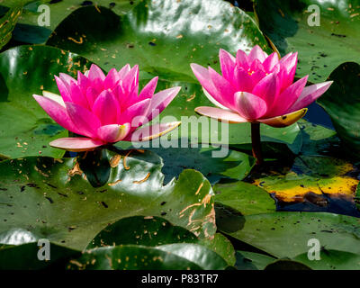 Tiefrosa Seerose Blüten und Blätter auf der Oberfläche der Wassergraben Teich an thursley Gemeinsame in Surrey, Großbritannien Stockfoto