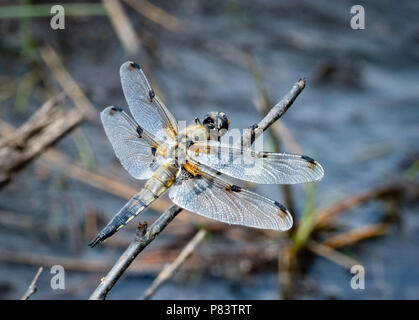 Vier - spotted Chaser Libelle Libellula quadrimaculata auf eine bevorzugte Barsch über einen heathland pool Thursley Gemeinsame in Surrey, Großbritannien Stockfoto