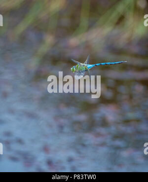 Männliche Kaiser dragonfly Anax imperator patrouillieren eine kleine Heide Teich an thursley Gemeinsame Naturschutzgebiet in Surrey, Großbritannien Stockfoto