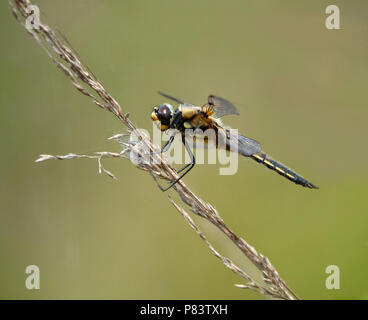 Erwachsene männliche Schwarze darter Sympetrum Danae in Ruhe an thursley Gemeinsame Surrey UK Stockfoto