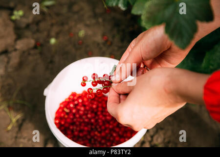 Frau fällt eine Rote Johannisbeere Johannisbeere Beeren in einen Eimer beim Sammeln von Beeren. Beeren pflücken Obst Garten. Sommer Ernte Konzept. Schließen U Stockfoto