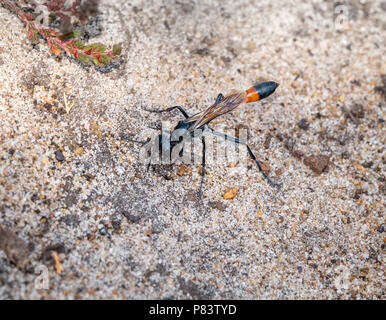 Ammophila sabulosa red-banded Sand wasp Steine über den Eingang seiner Höhle es von Raubtieren - thursley Gemeinsame Surrey UK zu verbergen Stockfoto