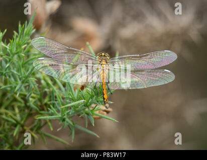 Neu entstandenen weiblichen oder teneral der Schwarzen darter Dragonfly Sympetrum Danae mit weichen irisierenden Flügel und weiße Flügel Flecken an thursley Gemeinsame Surrey UK Stockfoto
