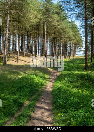 Stabilisierte Sand Dünen von Pinien Wald bei Whiteford Burrows auf der Halbinsel Gower von South Wales Großbritannien kolonisierte Stockfoto