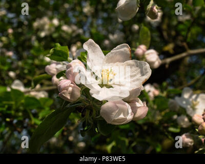 Apfelbaum in voller Blüte. Stockfoto