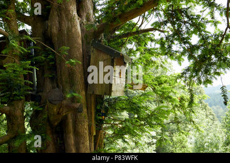 Home aus Holz Vogelhaus birdbox an einem Baum im Wald England uk befestigt Stockfoto