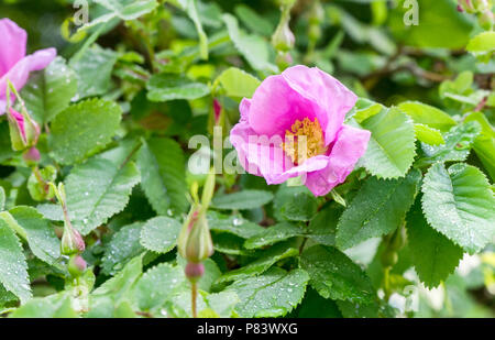 Rosa blühenden Dog Rose mit Tautropfen Stockfoto