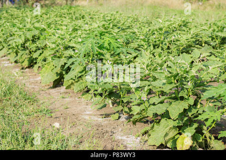 Aubergine auf Feld mit dem Sonnenlicht. Stockfoto