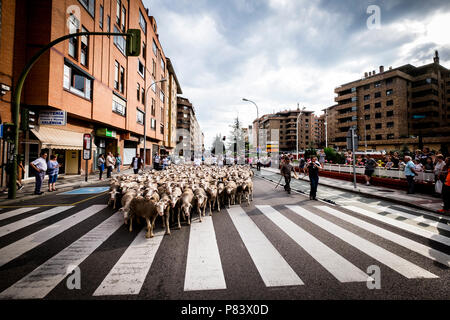 Große Herde von Schafen Transite durch die Straßen der Stadt von Soria in der Wander- bzw. Hüteperiode Routen, die im späten Frühjahr in Spanien Stockfoto