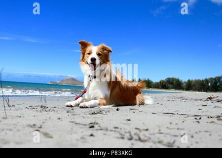 Roter und weißer Border Collie Verlegung auf Sand am Strand Stockfoto