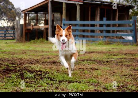 Roter und weißer Border Collie über paddock läuft Stockfoto