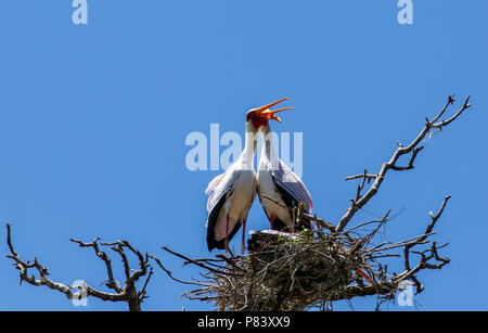 Der Nimmersatt, manchmal auch den Wald Storch oder Holz ibis genannt, ist eine große afrikanische waten Storch Arten in der Familie Ciconiidae. Stockfoto