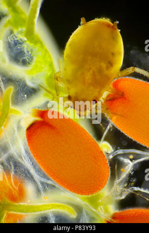 Mikroskopische Ansicht der weiblichen Blattlaus auf Shepherd's Purse (Capsella bursa-pastoris) Samen. Darkfield Ablichtung. Stockfoto