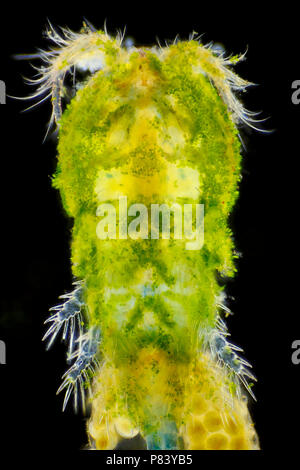 Mikroskopische Ansicht von Algen bedeckt Süßwasser-Copepoden (Cyclops). Blick von oben. Darkfield Ablichtung. Stockfoto