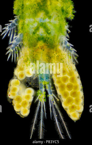 Mikroskopische Ansicht von Algen bedeckt Süßwasser-Copepoden (Cyclops). Hinteren Teil mit Eiern, oben betrachten. Darkfield Ablichtung. Stockfoto