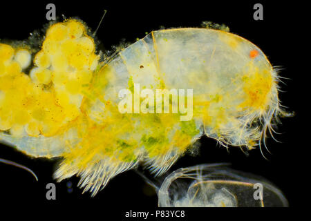 Seitenansicht der Süßwasser-Copepoden (Cyclops) mit Eiern. Darkfield Ablichtung. Stockfoto