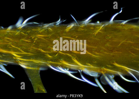 Mikroskopische Ansicht der Brennnessel (Urtica dioica) Anlage. Polarisiertes Licht, gekreuzten Polarisatoren. Stockfoto