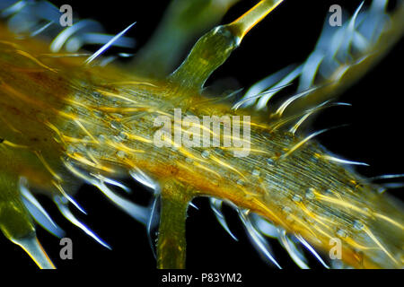 Mikroskopische Ansicht der Brennnessel (Urtica dioica) Anlage. Polarisiertes Licht, gekreuzten Polarisatoren. Stockfoto