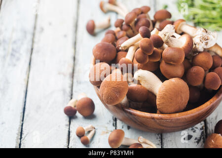 Agaric Honig Pilze Stockfoto