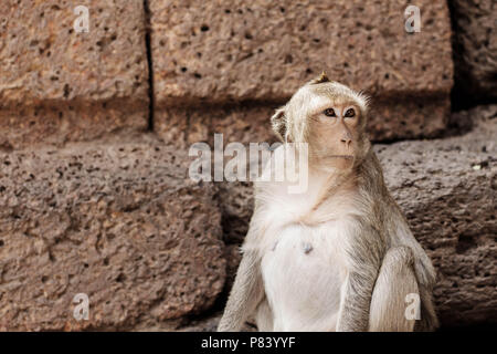 Monkey sitzen auf Backstein mit dem Hintergrund. Stockfoto