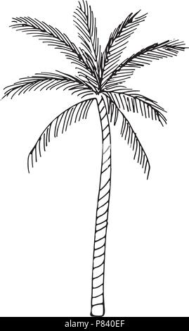 Handskizze einer Anlage, auf weißem Hintergrund Stock Vektor