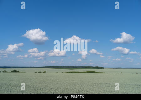 Podolien anbrachte Region der Ukraine, Frühling Landschaft. Grünes Weizenfeld und blauer Himmel Stockfoto