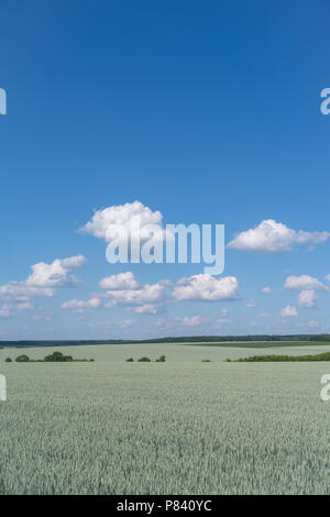 Podolien anbrachte Region der Ukraine, Frühling Landschaft. Grünes Weizenfeld und blauer Himmel Stockfoto