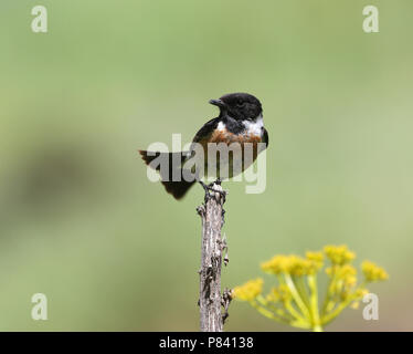 Sibirisches Schwarzkehlchen Saxicola Maurus variegatus; Stockfoto